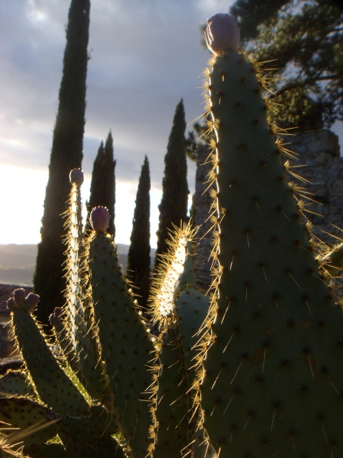 cactus et cyprès de Mirabel